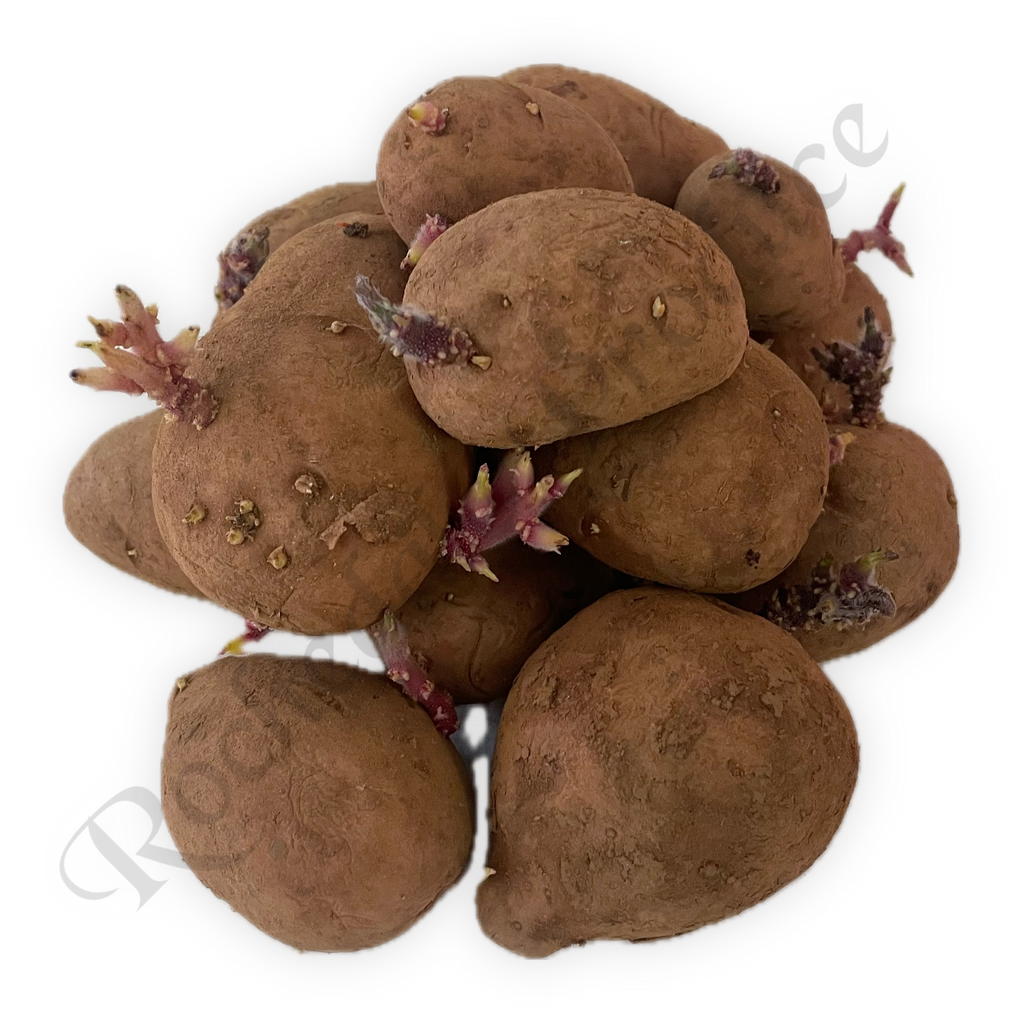 Seed Potatoes Certified Red Lady