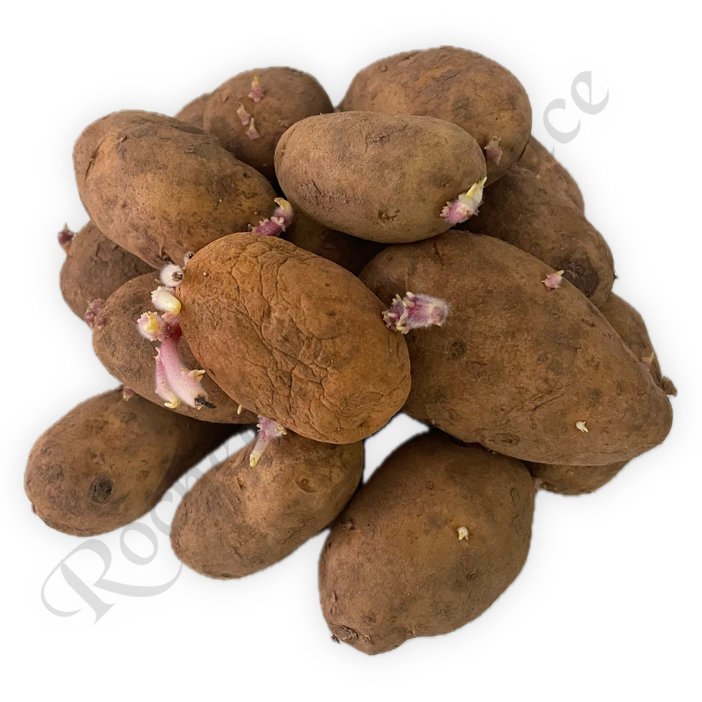 Seed Potatoes Certified Dutch Cream